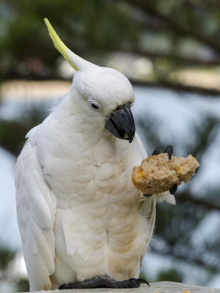 Bird nature animal