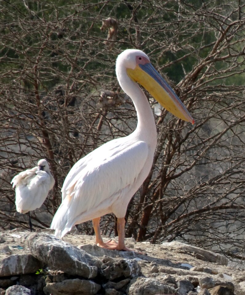 Eastern white pelican rosy pelican white pelican
