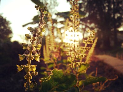 Flora outdoors flower
