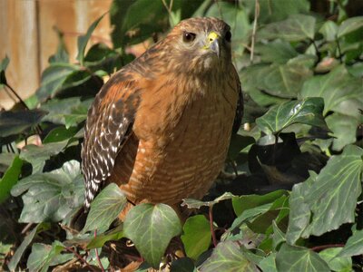 Rust wildlife bird