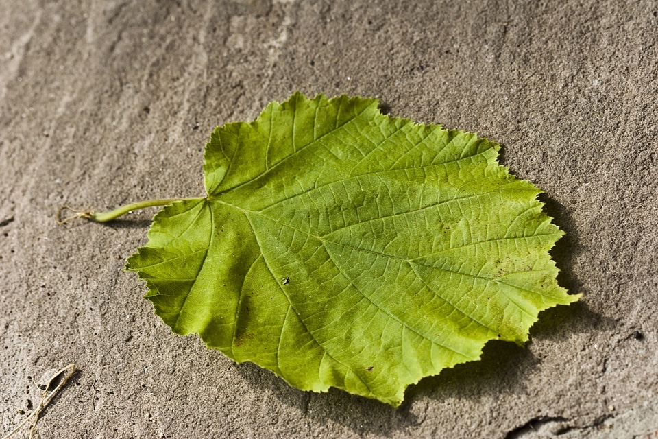 Hazelnut leaf leaf green