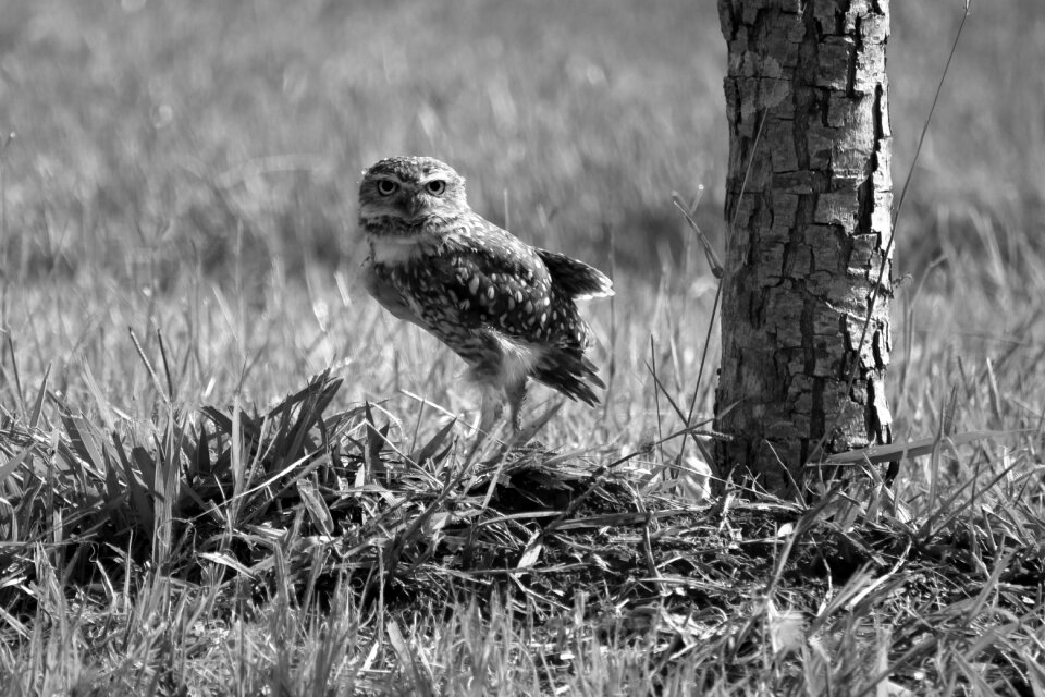 Animalia outdoors owl