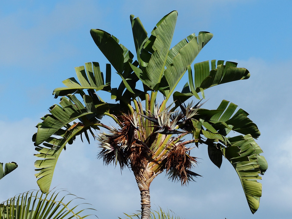 Similar to palm palm leaf caudata