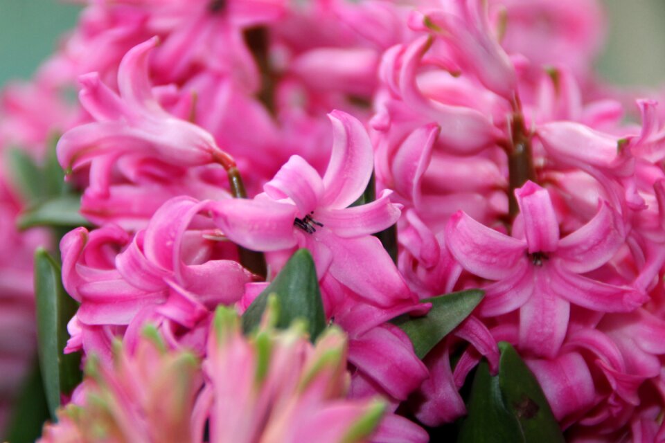 Plant hyacinth garden