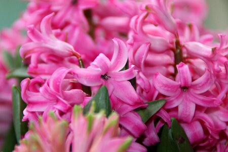 Plant hyacinth garden