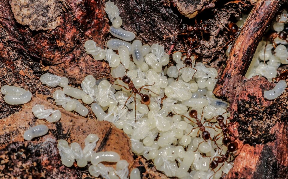Arthropods ant larvae