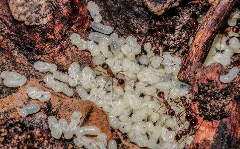 Arthropods ant larvae