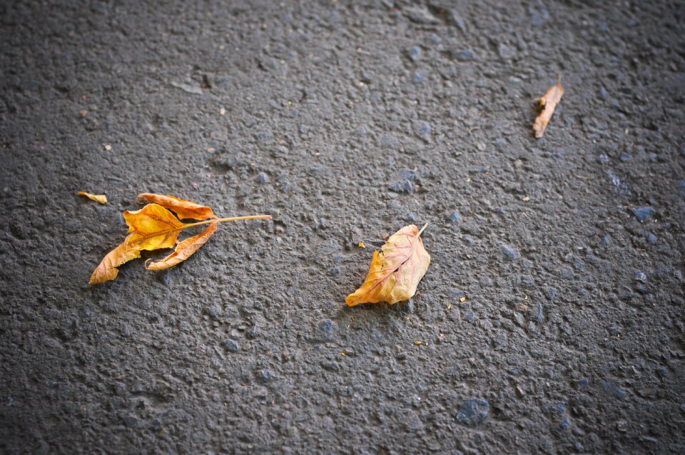 Leaves golden listopad