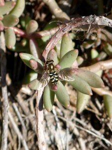 Nature plant outdoors