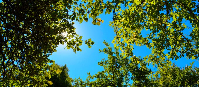 Wood fair weather season