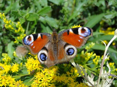 Summer flower butterfly day