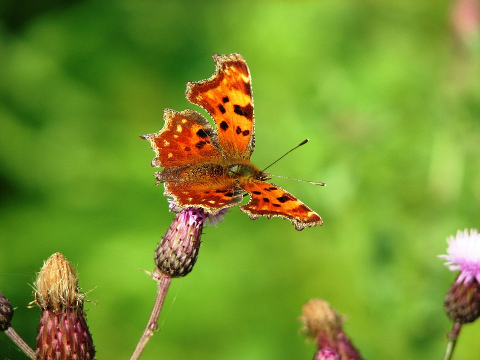 Butterflies brown wing