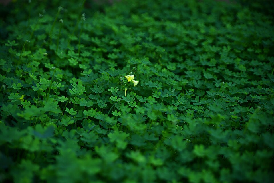Growth flower outdoors