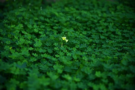 Growth flower outdoors