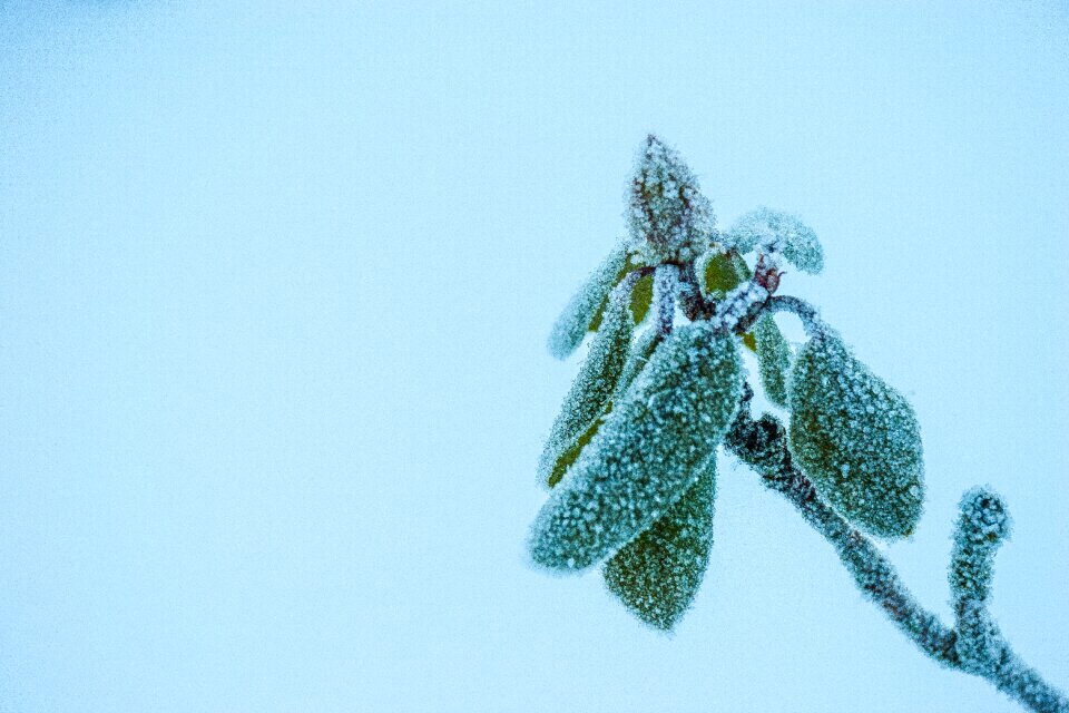 Frost hoarfrost cold