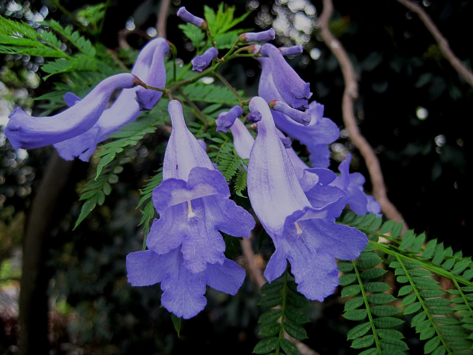 Trumpet shape foliage floral