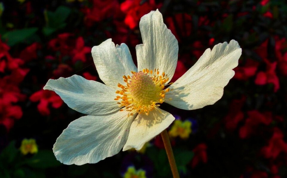 Plant summer blooming