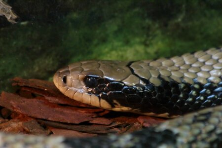 Nature animals danger