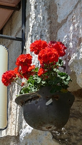 Peace helmet geranium