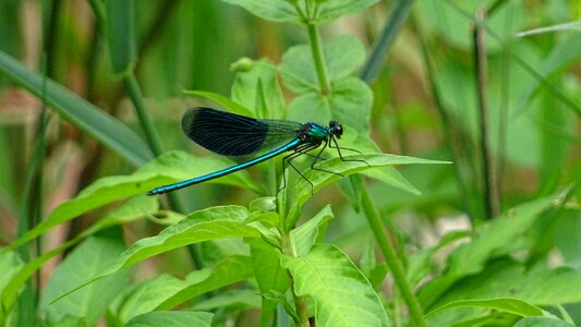 Plant outdoor dragonfly photo