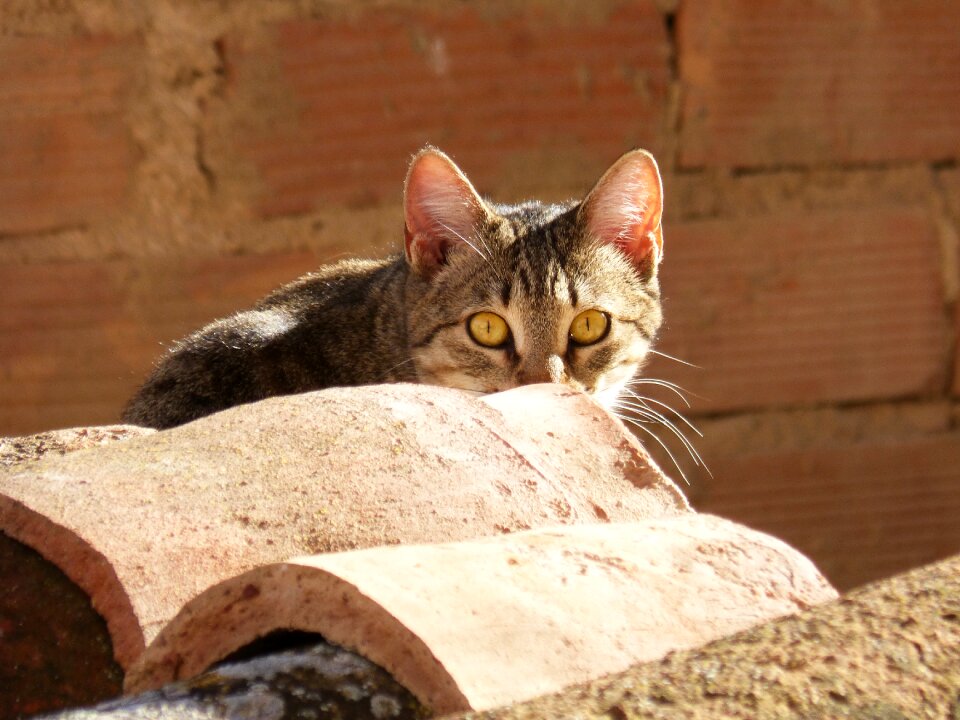 Hide stalking animalia
