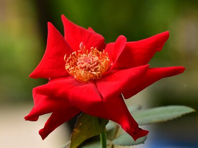 Pistil flower nature