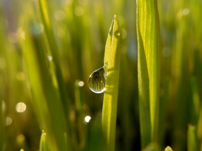 Water-drop macro green photo