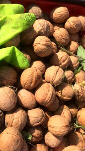 Nutrition wood diet