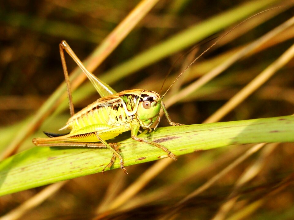 At the court of grasshopper podłatczyn roesela