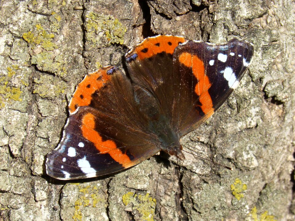 Nature insect outdoors