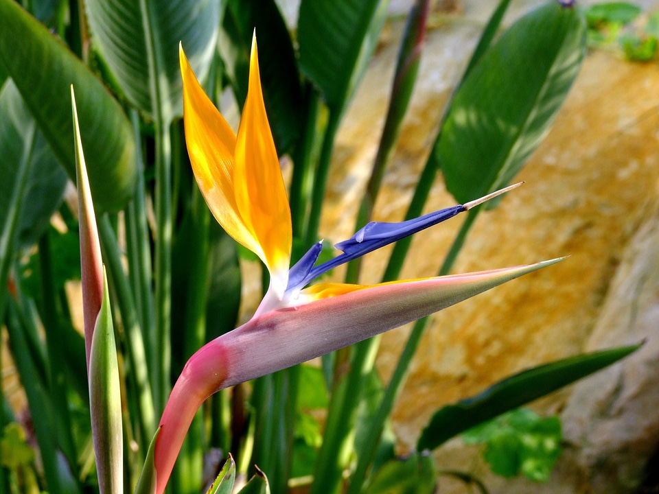 Bird of paradise flower bird of paradise botanical garden photo