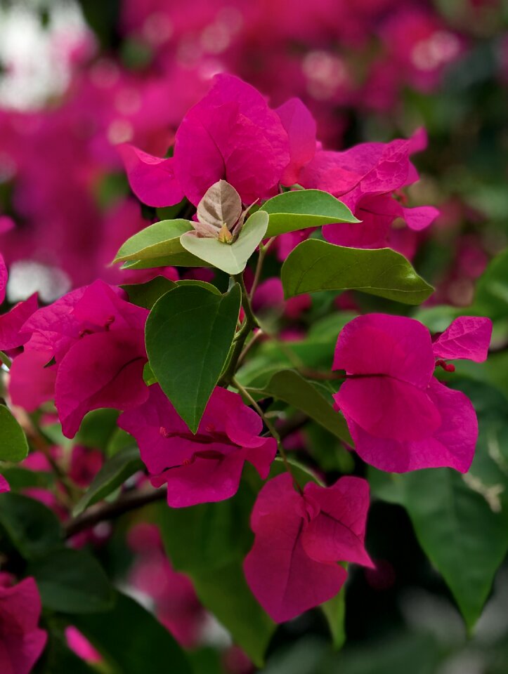Nature leaf bougainvillea