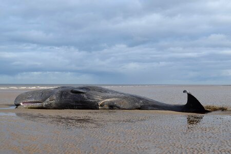 Beach whale
