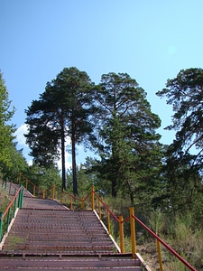 Pine upgrade summer
