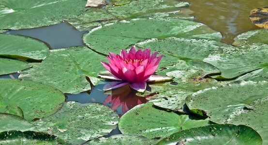 Nature closeup flower water photo