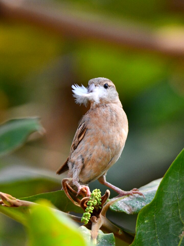 Outdoors animal wild