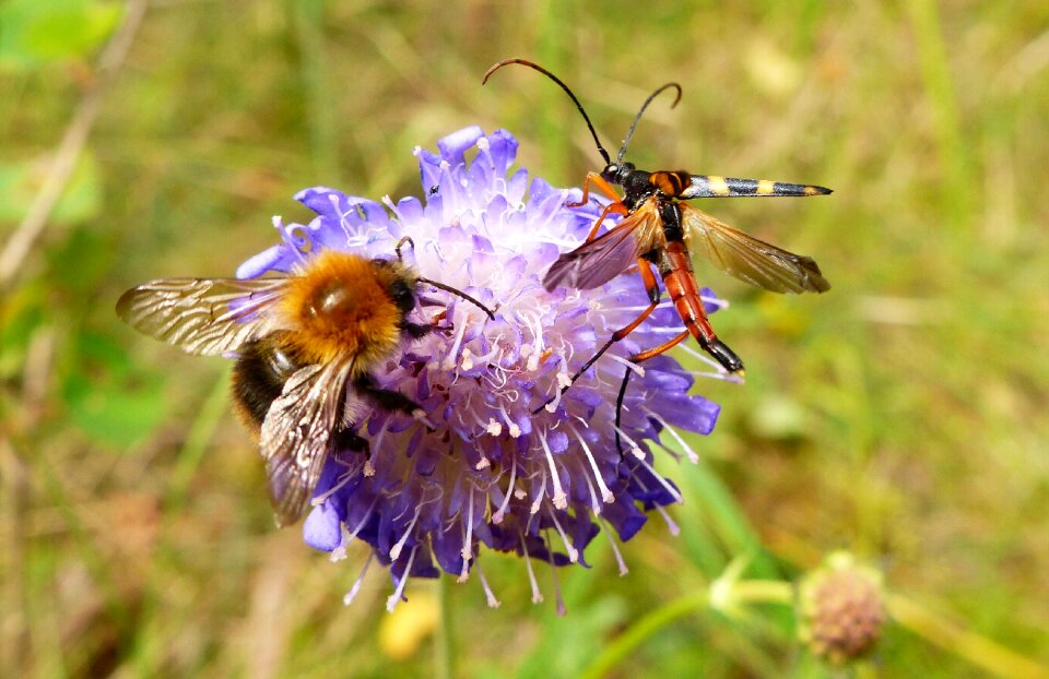 Apiformes summer pollination
