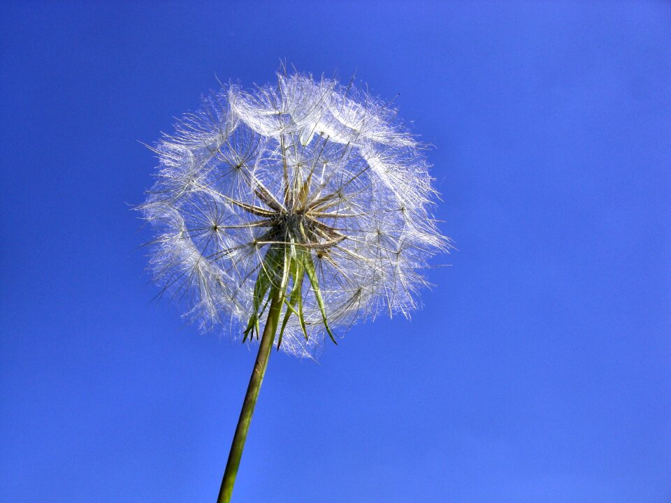 Nature plant flower