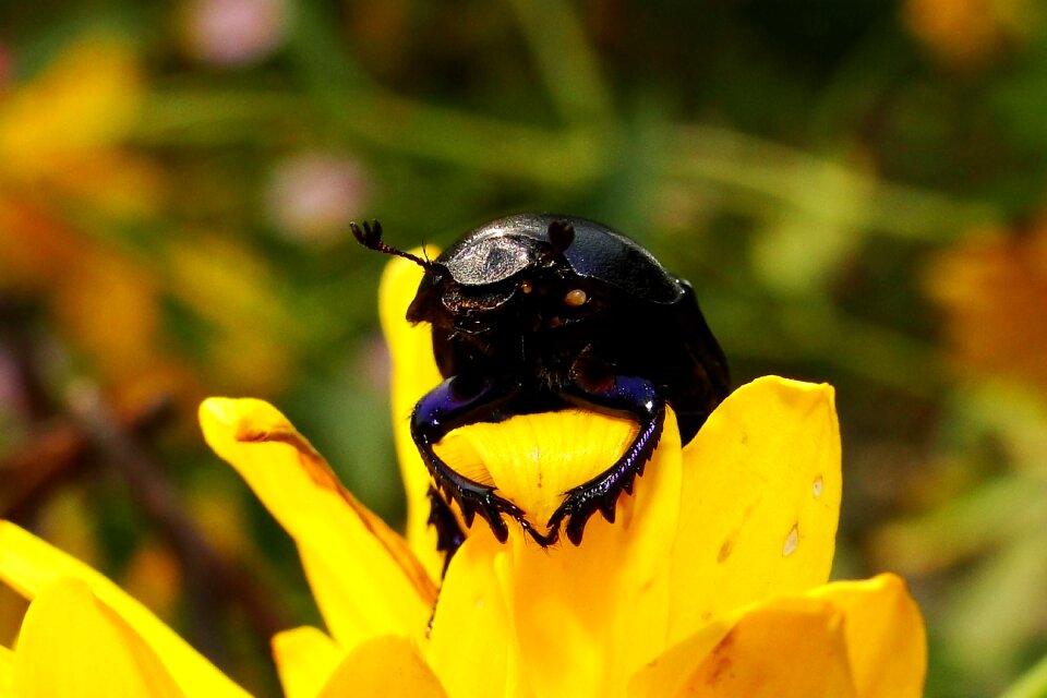 No one flower animals