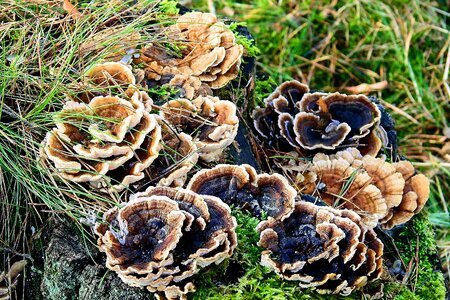 Mushrooms nature winter