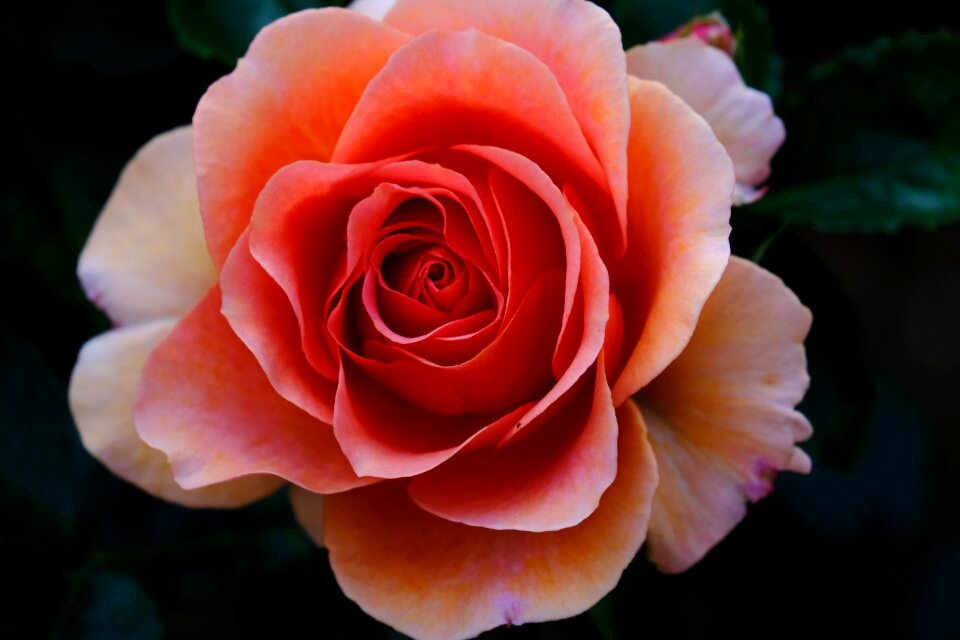Flowering plant plants