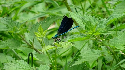 Plant outdoor dragonfly