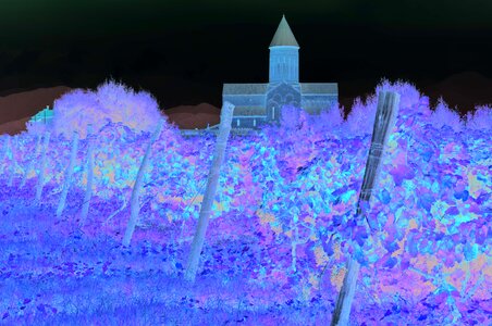 Tree vineyard