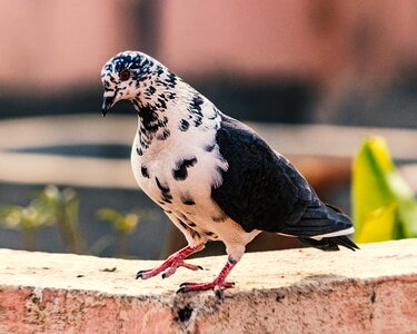 Nature feather pigeon