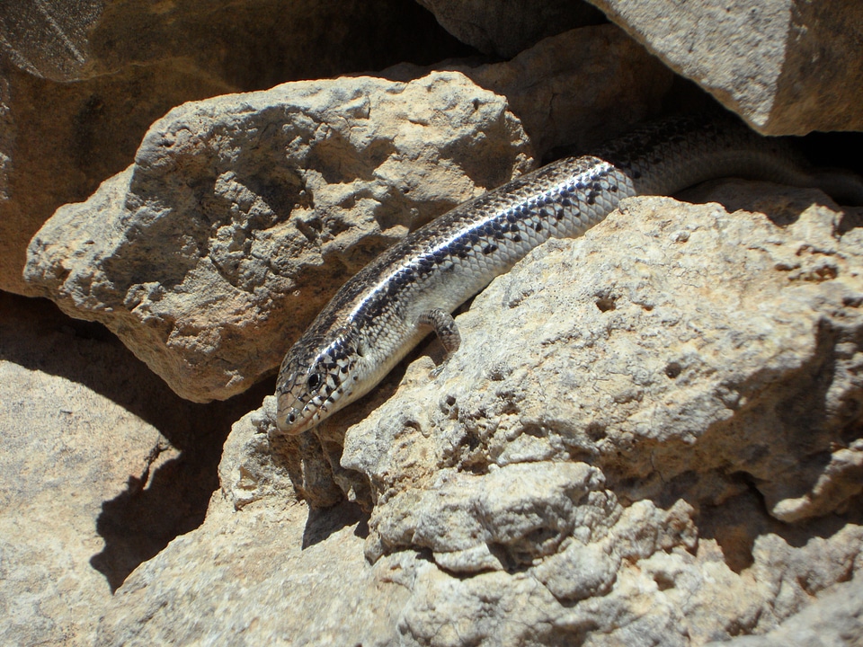 Creature stone wall wall residents