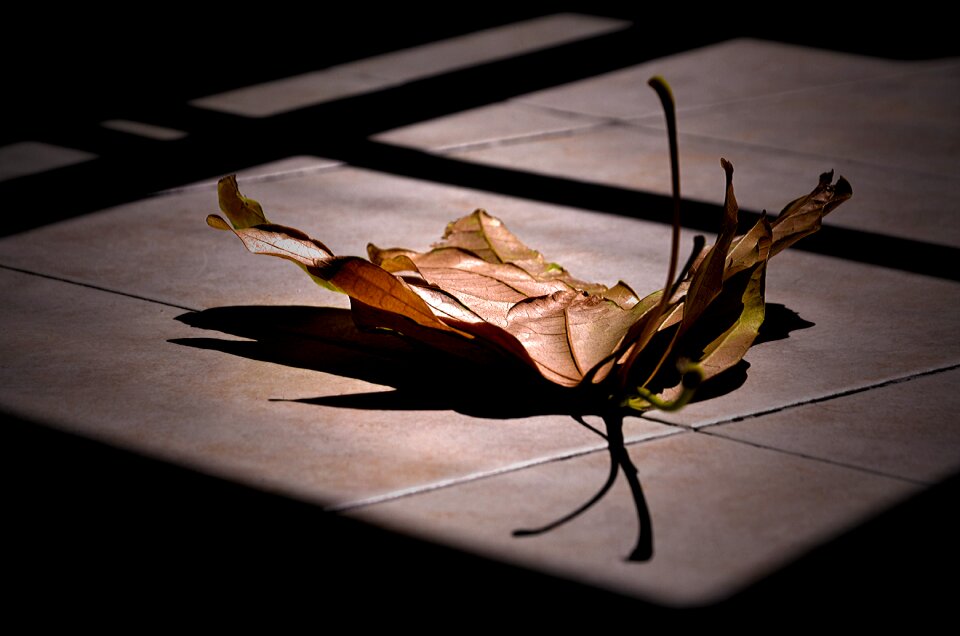 Reflection leaf nature photo