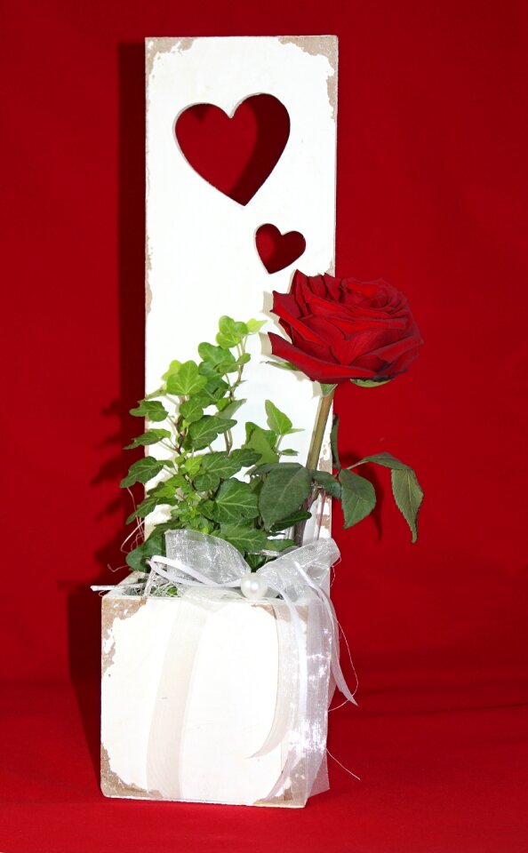Flower red roses romantic photo