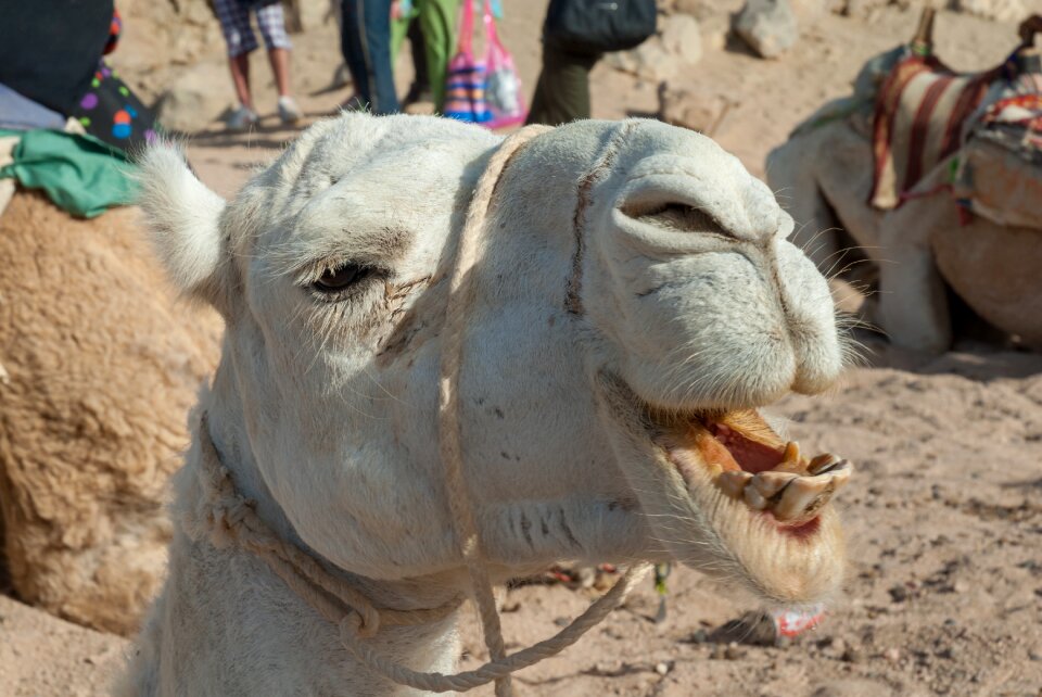 Portrait head camel