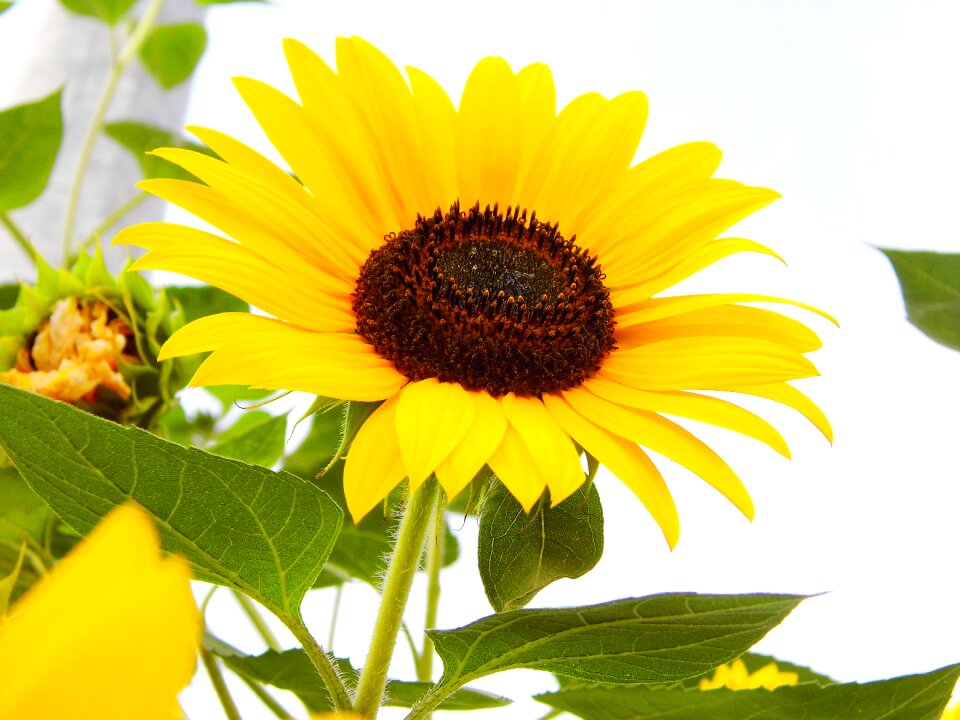 Flower leaf close up