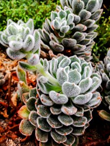 Botanical flower nature